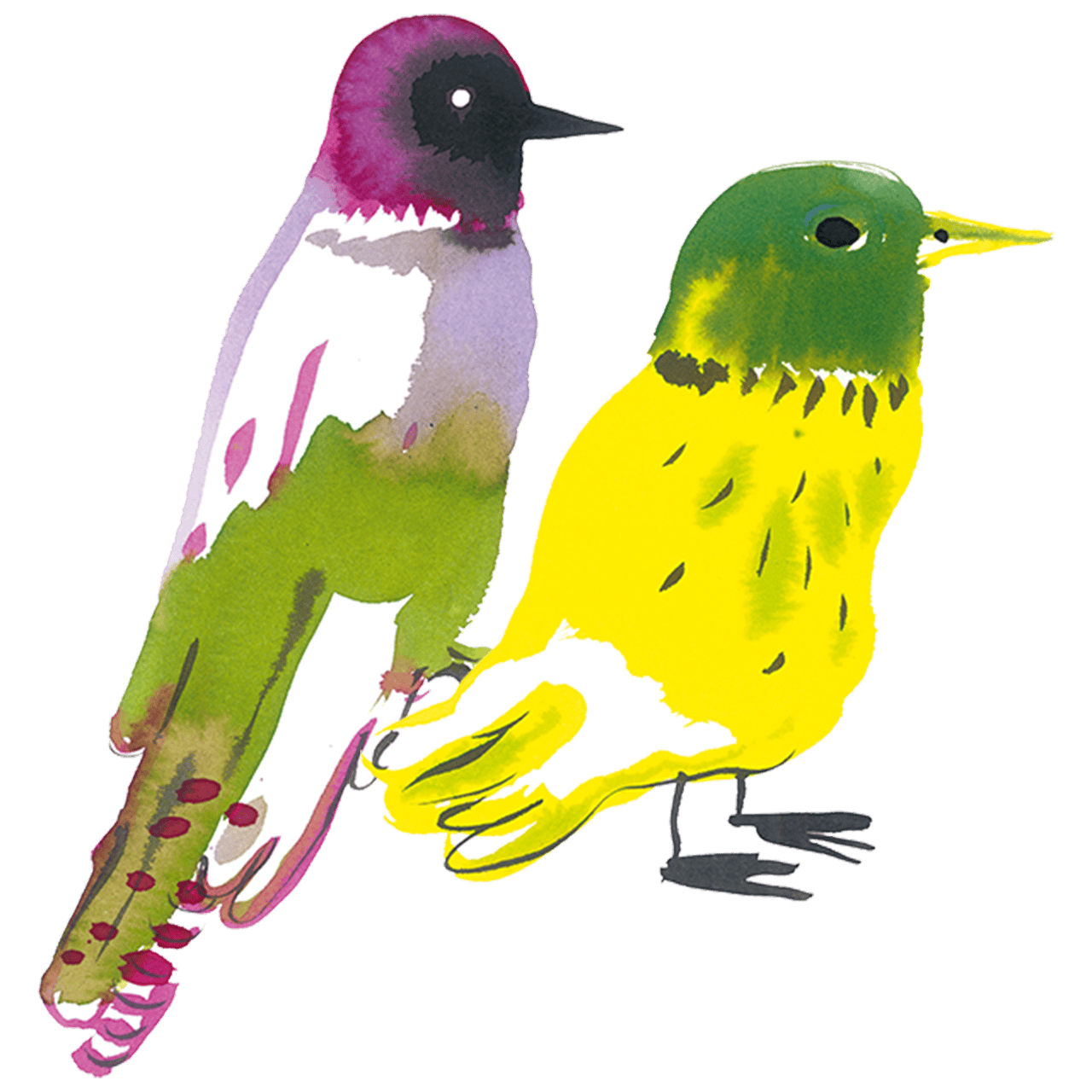 Oiseaux Chants Libres